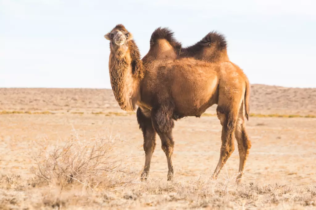 Un chameau de Bactriane dans la steppe - Yélé Consulting